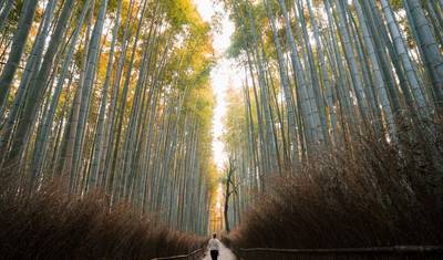 Japan: Land of the Rising Sun — 4