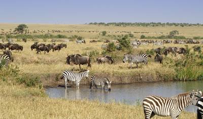 11-dniowe połączone safari dzikiej przyrody: Kenia i Tanzania — 4
