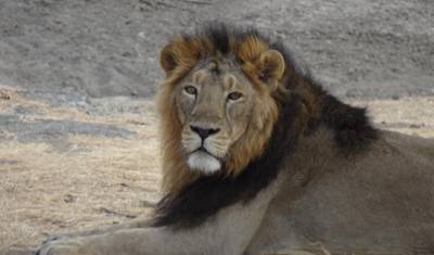 Tour do Triângulo Dourado com Leões Asiáticos e Safári de Tigres de Bengala — 4