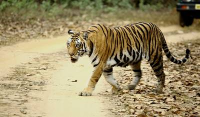 Tour do Triângulo Dourado com Leões Asiáticos e Safári de Tigres de Bengala — 2