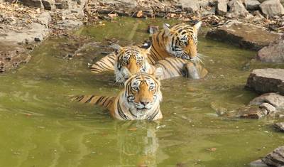 Tour do Triângulo Dourado com Leões Asiáticos e Safári de Tigres de Bengala — 3