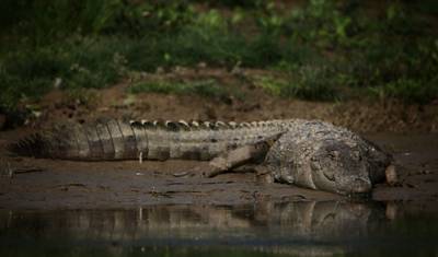 Tour do Triângulo Dourado com Leões Asiáticos e Safári de Tigres de Bengala — 5