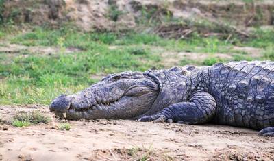 Wycieczka tygrysia do Bandhavgarh, Kanha, Pench z Delhi z przelotami — 4