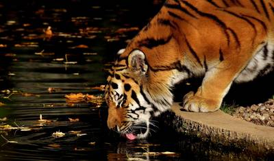 Tour de Luxo Privado em Goa com Taj e Tigres — 5