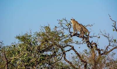 Bandhavgarh Kanha Ranthambore タイガーサファリ — 5