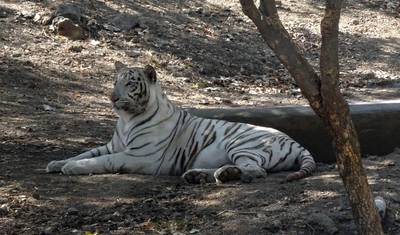 Bandhavgarh Kanha Ranthambore タイガーサファリ — 2