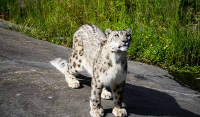 インド雪ヒョウ撮影ツアー — 3