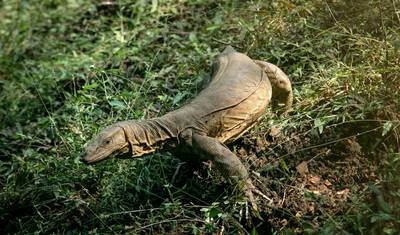 インド野生動物サファリと古城滞在 — 4