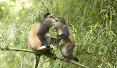 5 DIAS Experiência de Luxo de Trekking de Gorilas e Chimpanzés — 2