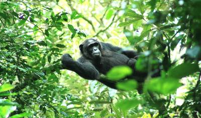 5 DIAS Experiência de Luxo de Trekking de Gorilas e Chimpanzés — 4