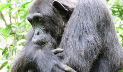 5 DIAS Experiência de Luxo de Trekking de Gorilas e Chimpanzés — 3