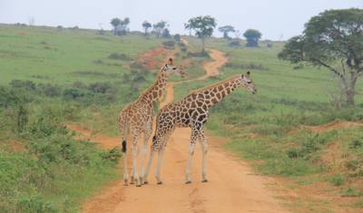 13- Day Uganda Expedition: Experience Moments with Gorillas, Wildlife and Cultural Experiences ( Private tour) — 4