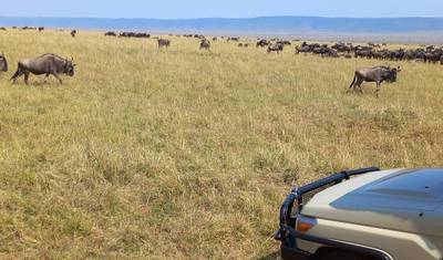 17-dniowe safari, aby doświadczyć goryli Ugandy, Masai Mara w Kenii, Serengeti i Ngorongoro w Tanzanii (prywatna wycieczka) — 2