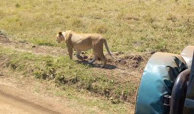 17-dniowe safari, aby doświadczyć goryli Ugandy, Masai Mara w Kenii, Serengeti i Ngorongoro w Tanzanii (prywatna wycieczka) — 3
