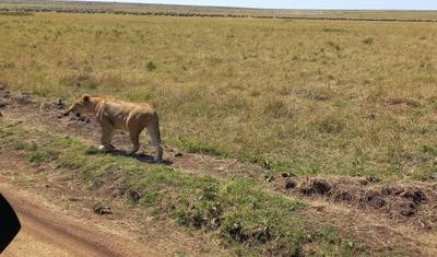 17-dniowe safari, aby doświadczyć goryli Ugandy, Masai Mara w Kenii, Serengeti i Ngorongoro w Tanzanii (prywatna wycieczka) — 4