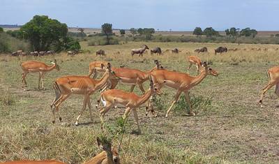 17-dniowe safari, aby doświadczyć goryli Ugandy, Masai Mara w Kenii, Serengeti i Ngorongoro w Tanzanii (prywatna wycieczka) — 5