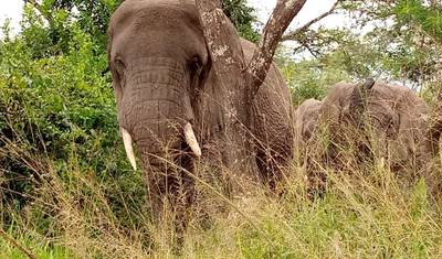 Experience Murchison Falls & Kidepo Valley National Park Safari — 2