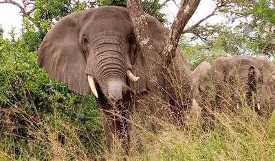Experimente Gorilas, Chimpanzés + Big 5 e Grandes Felinos de Uganda (Exclusivamente Privado) — 5