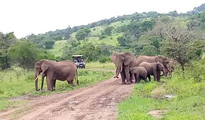 Descubra Uganda e Ruanda: Gorilas + Big 5 e Grandes Felinos (Exclusivamente Privado) — 2