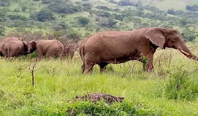 Experience Rwanda Golden Monkeys, Big 5 & Big Cats (Exclusively Private) — 2