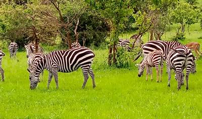 Experience Rwanda Golden Monkeys, Big 5 & Big Cats (Exclusively Private) — 3