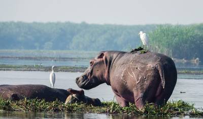 15-dniowe safari: goryle, lwy i wodospady [Wycieczka prywatna] — 2