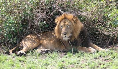 15-dniowe safari: goryle, lwy i wodospady [Wycieczka prywatna] — 5