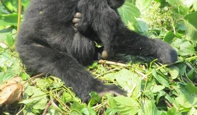3 Dias de Trekking de Chimpanzés e Gorilas na Floresta de Kalinzu — 4
