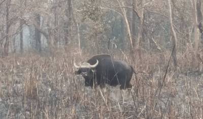 Aventura Luxuosa de Safári na Selva e Vida Selvagem no Nepal - 7 Noites/8 Dias — 4