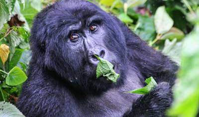 Eperience Rwanda Gorilla Trekking, Mt. Bisoke Hiking (Exclusively Private) — 2