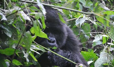 Experiência Gorilas de Ruanda, Caminhada com Macacos Dourados (Exclusivamente Privado) — 2
