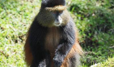 Experiência Gorilas de Ruanda, Caminhada com Macacos Dourados (Exclusivamente Privado) — 4