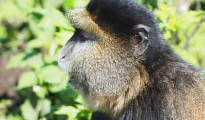 Experiência Gorilas de Ruanda, Caminhada com Macacos Dourados (Exclusivamente Privado) — 5