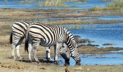 Excursão de Dia Inteiro ao Parque Nacional do Lago Manyara saindo de Arusha — 3