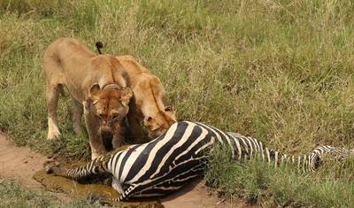 Excursão de Dia Inteiro ao Parque Nacional do Lago Manyara saindo de Arusha — 5