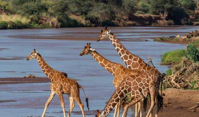 Excursão de Dia Inteiro ao Parque Nacional do Lago Manyara saindo de Arusha — 2