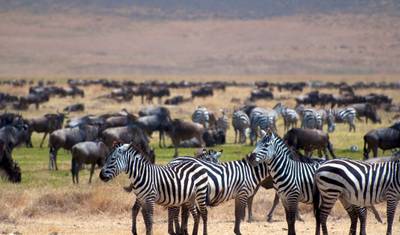 Viagem de Dia Inteiro à Cratera de Ngorongoro saindo de Arusha — 2