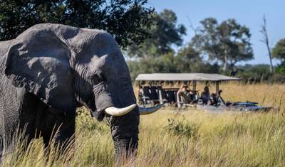 9日間 - ザンビア：MWEZI Travelが贈る、心ゆくまで楽しむサファリ大冒険 — 2