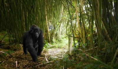 Excursão de Primatas de 14 Dias em Uganda e Ruanda (Excursão de Categoria Média) — 5