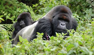 Excursão de Primatas de 14 Dias em Uganda e Ruanda (Excursão de Categoria Média) — 3