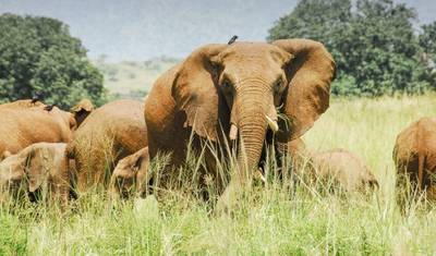 7-Day The Glorious North Murchison Falls & Kidepo Valley — 4