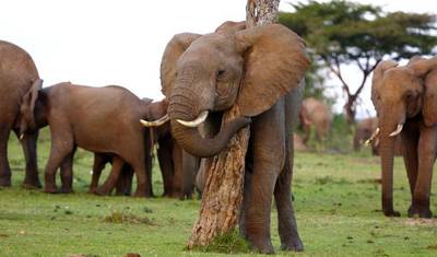 Safári Noturno de 2 Dias no Parque Nacional de Amboseli - Partida Diária Garantida — 2