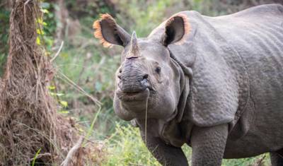 Nepal: Najważniejsze atrakcje Himalajów — 3