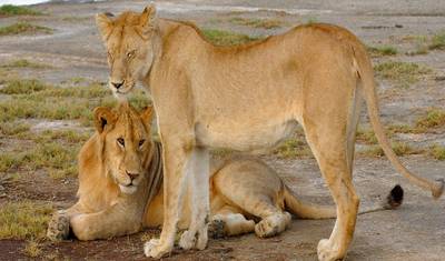 Descubra o Safari em Grupo (Econômico) de 2 Dias na Tanzânia, Tudo Incluído e Mais Acessível, Partindo de Arusha — 2