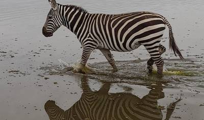 7 Dni Safari Budżetowe: Masai Mara, Jezioro Nakuru, Jezioro Naivasha i Amboseli — 2