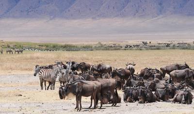 11-dniowe safari „Best of East Africa” — 2