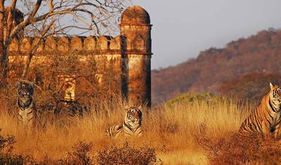 Tour Privado de 8 Dias pelo Triângulo Dourado com Tigres, saindo de Nova Deli — 5