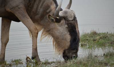 Przygoda z Wielką Piątką w Kenii: 6-dniowe safari 4x4 — 5