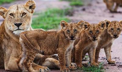 Safari de 6 Dias em Lodge na Tanzânia. — 2