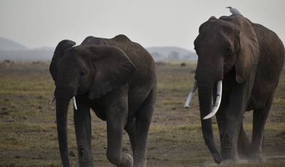 7-Day 4x4 Kenya Explorer Budget Safari — 2